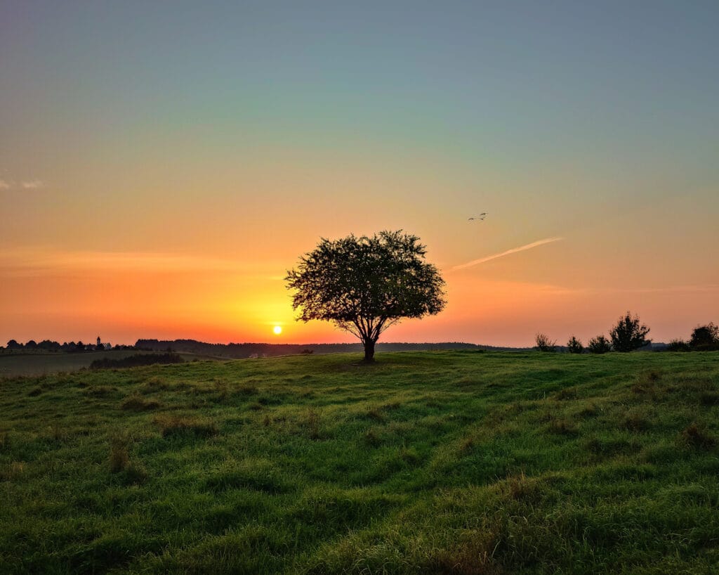 Posadź drzewo z leśnikami. Szósta edycja akcji #sadziMY