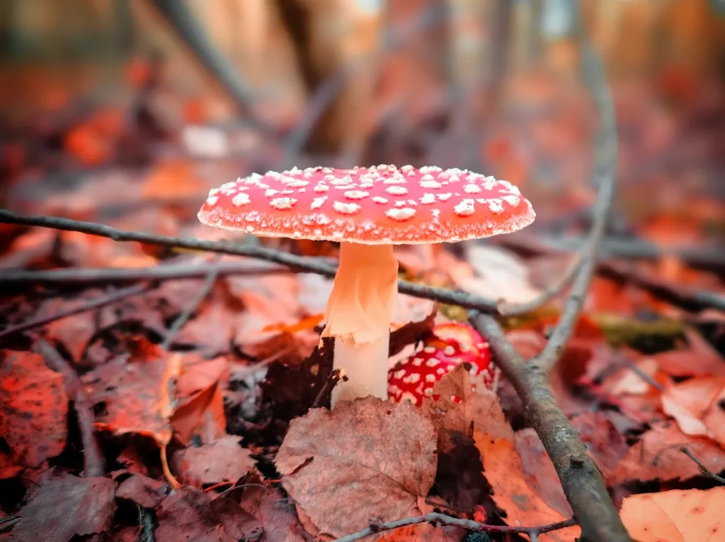 Muchomor czerwony – piękny, ale śmiertelnie groźny. GIS ostrzega przed psychoaktywnymi produktami! Muchomor czerwony – piękny, ale śmiertelnie groźny. GIS ostrzega przed psychoaktywnymi produktami!