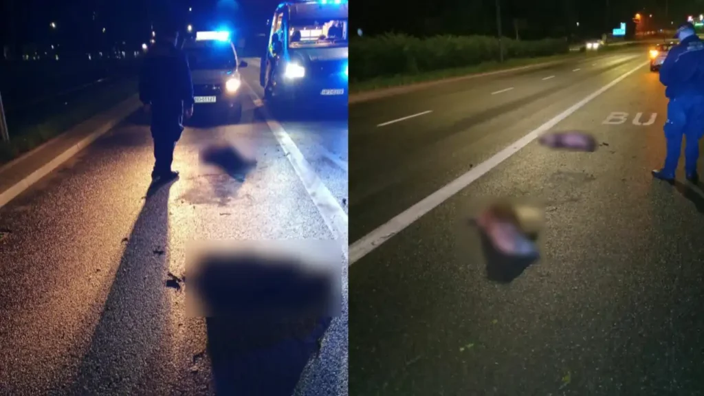 Bezbronne wobec auta. Dramat dzików w miejskiej dżungli