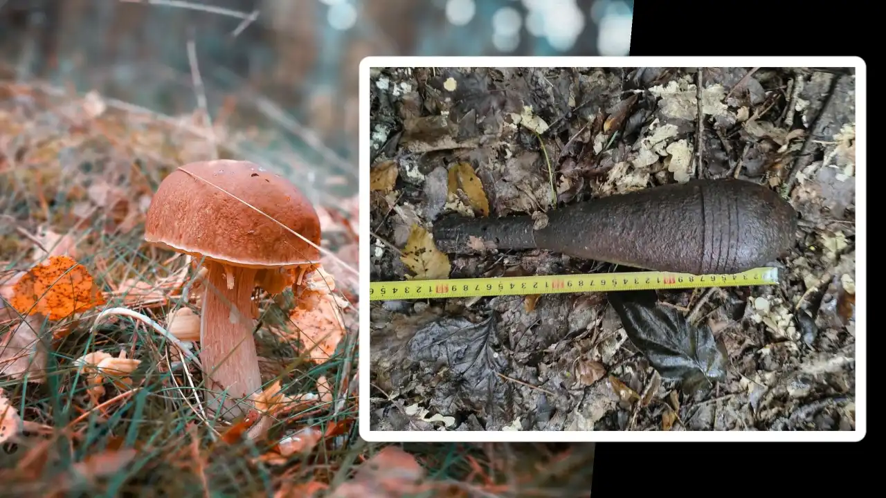 Leśne grzybobranie zakończone odkryciem granatu