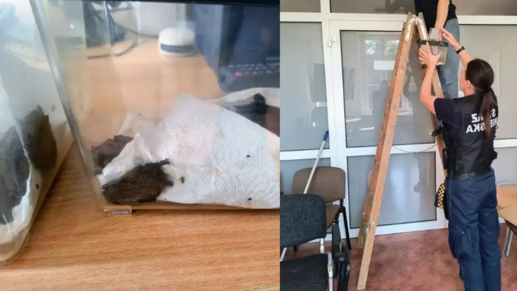 Nietoperze w szpitalu przy ul. Jagiellońskiej. Odłowiono kilkadziesiąt osobników
