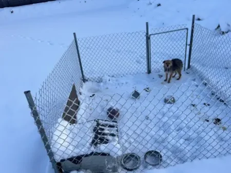 pies zima gmina dywity