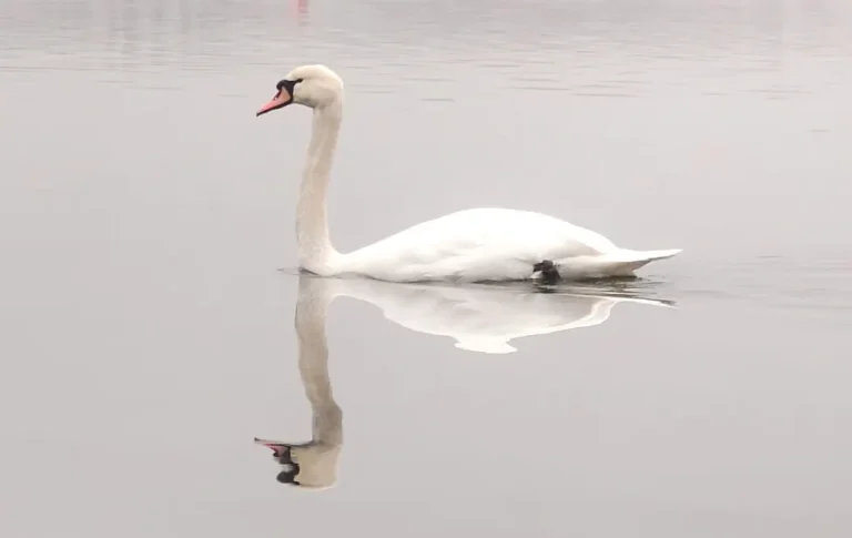 ​Olsztyn: Wykryto wirusa H5N1. Służby ostrzegają mieszkańców