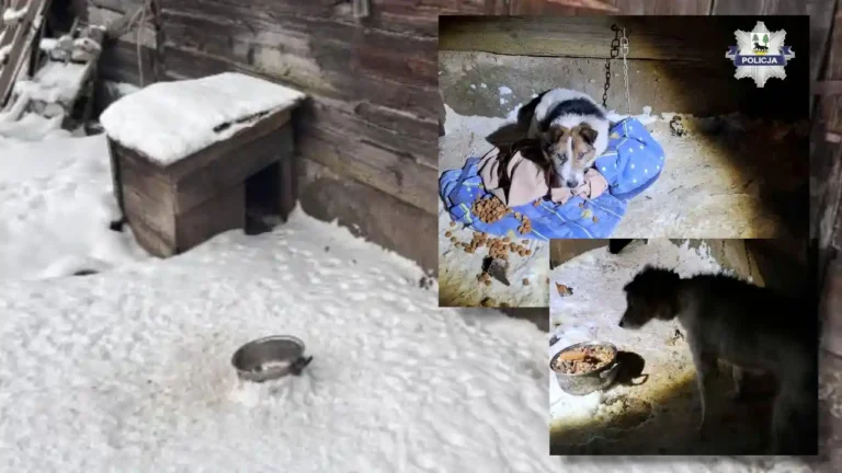 W miskach lód, a na szyi wrastający łańcuch. Wstrząsające interwencje policji