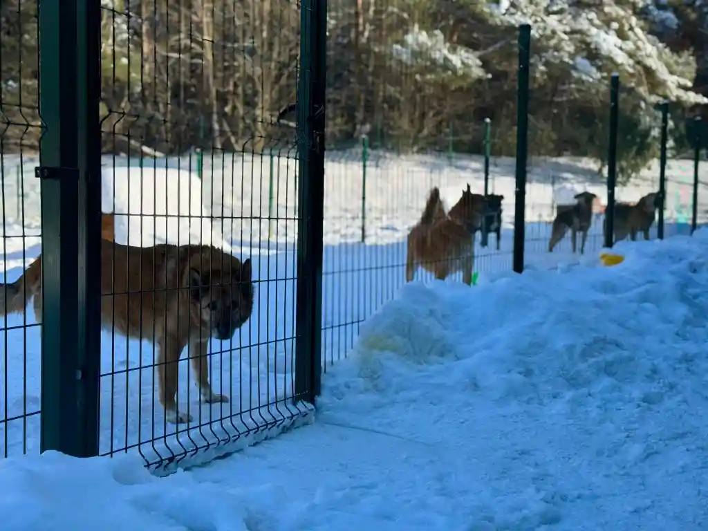 Bezpieczna zima czworonogów. Wyniki kontroli w schronisku w Tomarynach