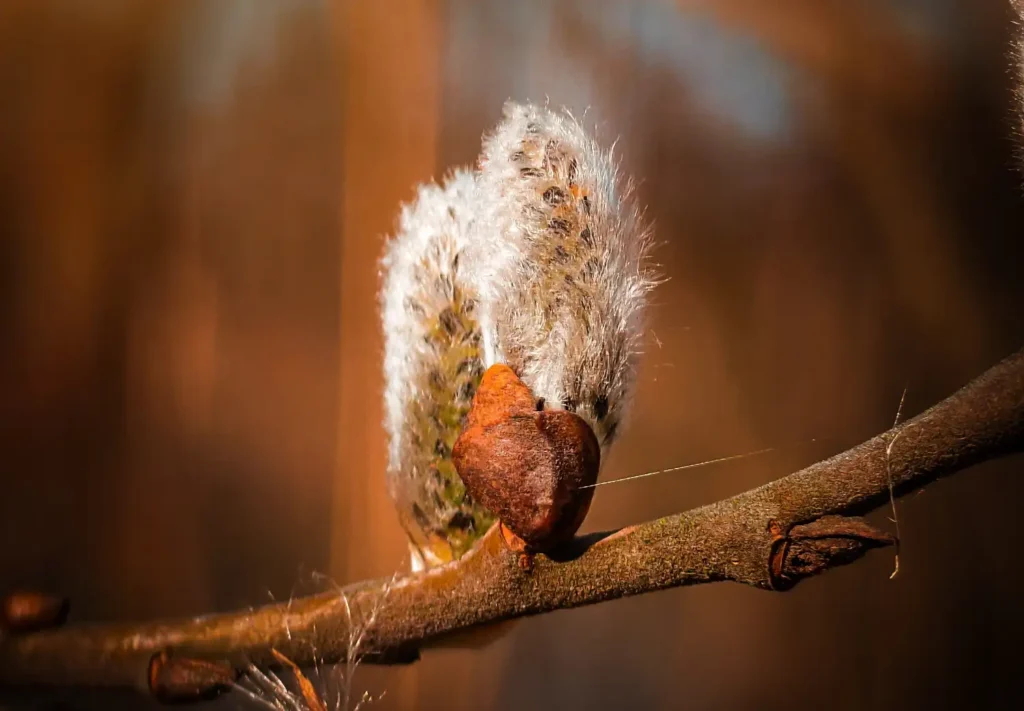 pierwszy dzień wiosny