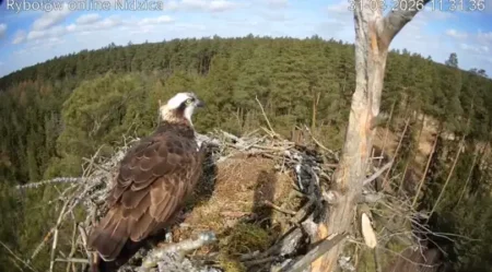 Rybołów Nidzica Online