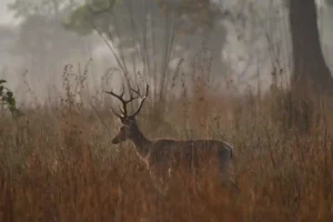 Straż Leśna w akcji. Trwa ogólnopolska operacja „Wieniec” Straż Leśna w akcji. Trwa ogólnopolska operacja "Wieniec"