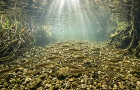 PZW Olsztyn pstrąg potokowy
