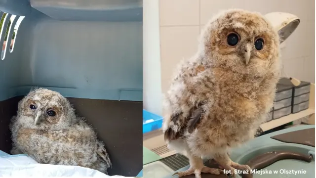 ​Sowa z wizytą u lekarza? Niezwykła interwencja straży miejskiej pod szpitalem
