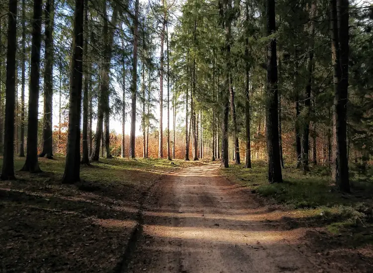 Olsztyńskie lasy pod presją „obcych”. Wolontariusze biorą sprawy w swoje ręce!
