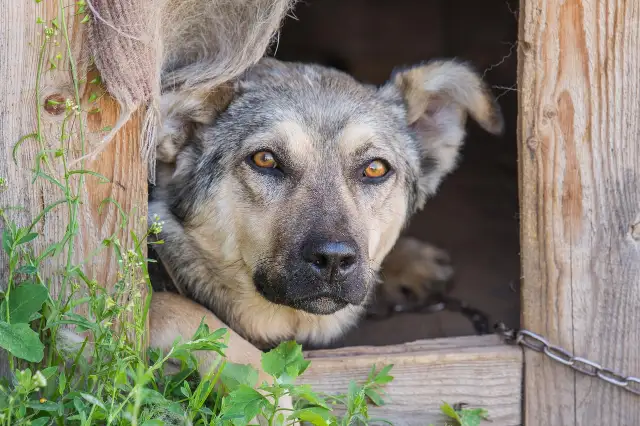 Koniec z łańcuchami. Nadchodzą rewolucyjne zmiany w ochronie zwierząt